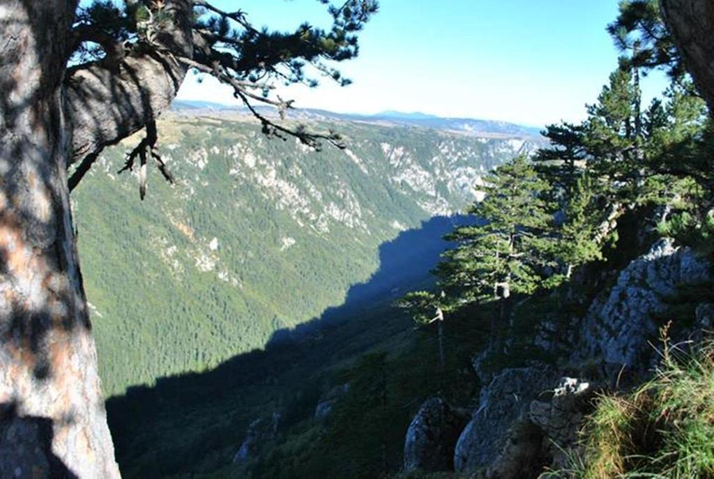 Underwoods Zabljak Guesthouse Екстериор снимка